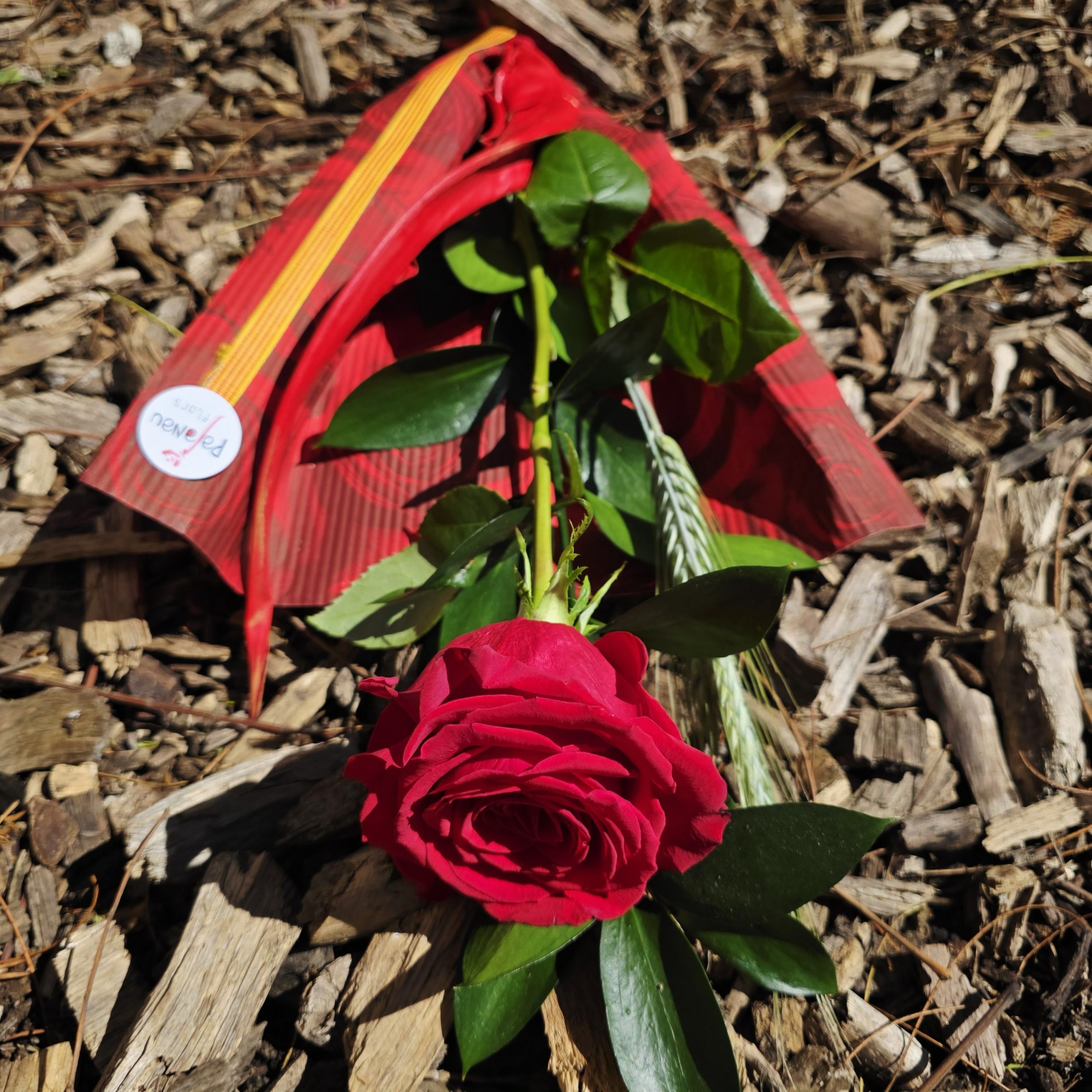 Rosa Rosae - Imatge 3