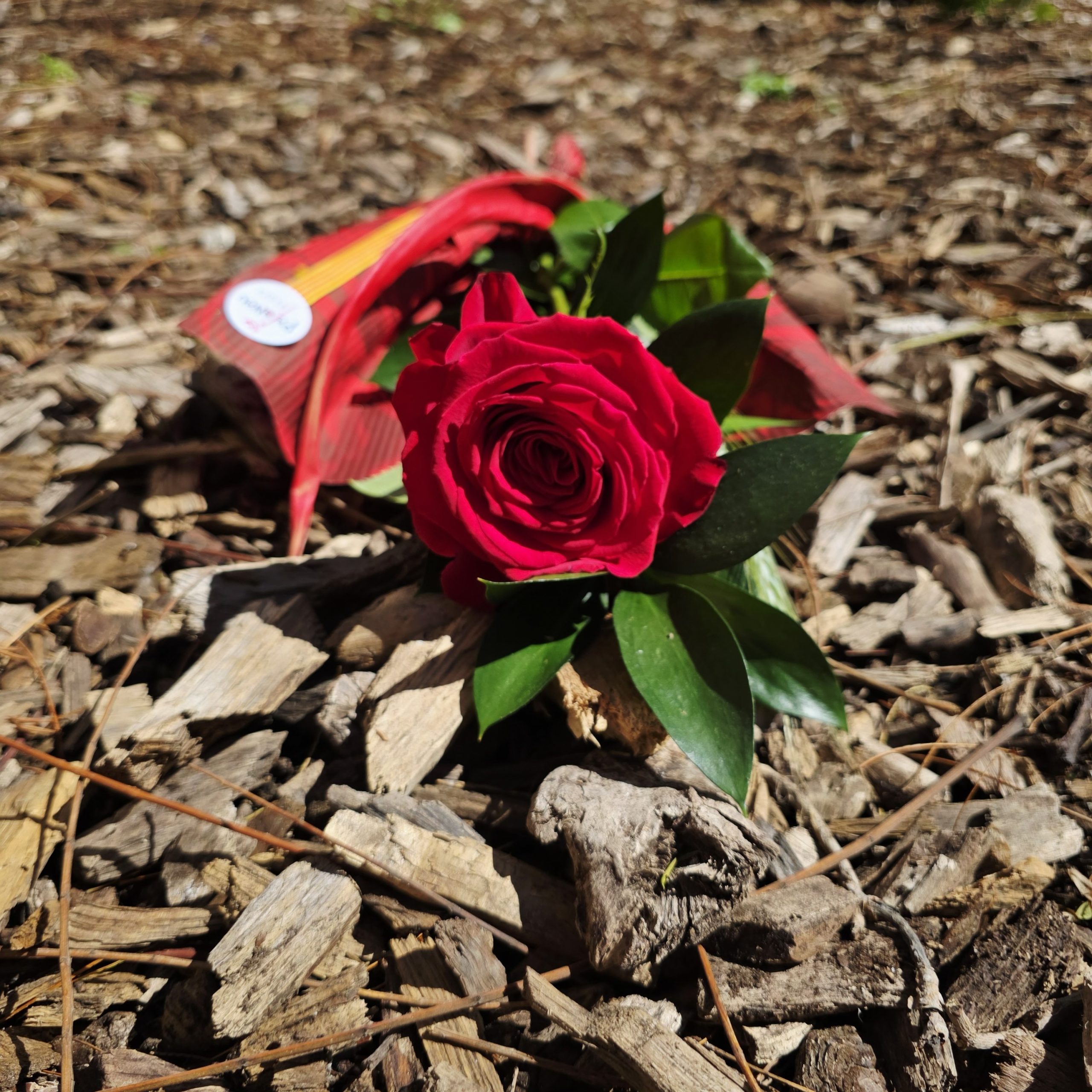 Rosa Rosae - Imatge 2