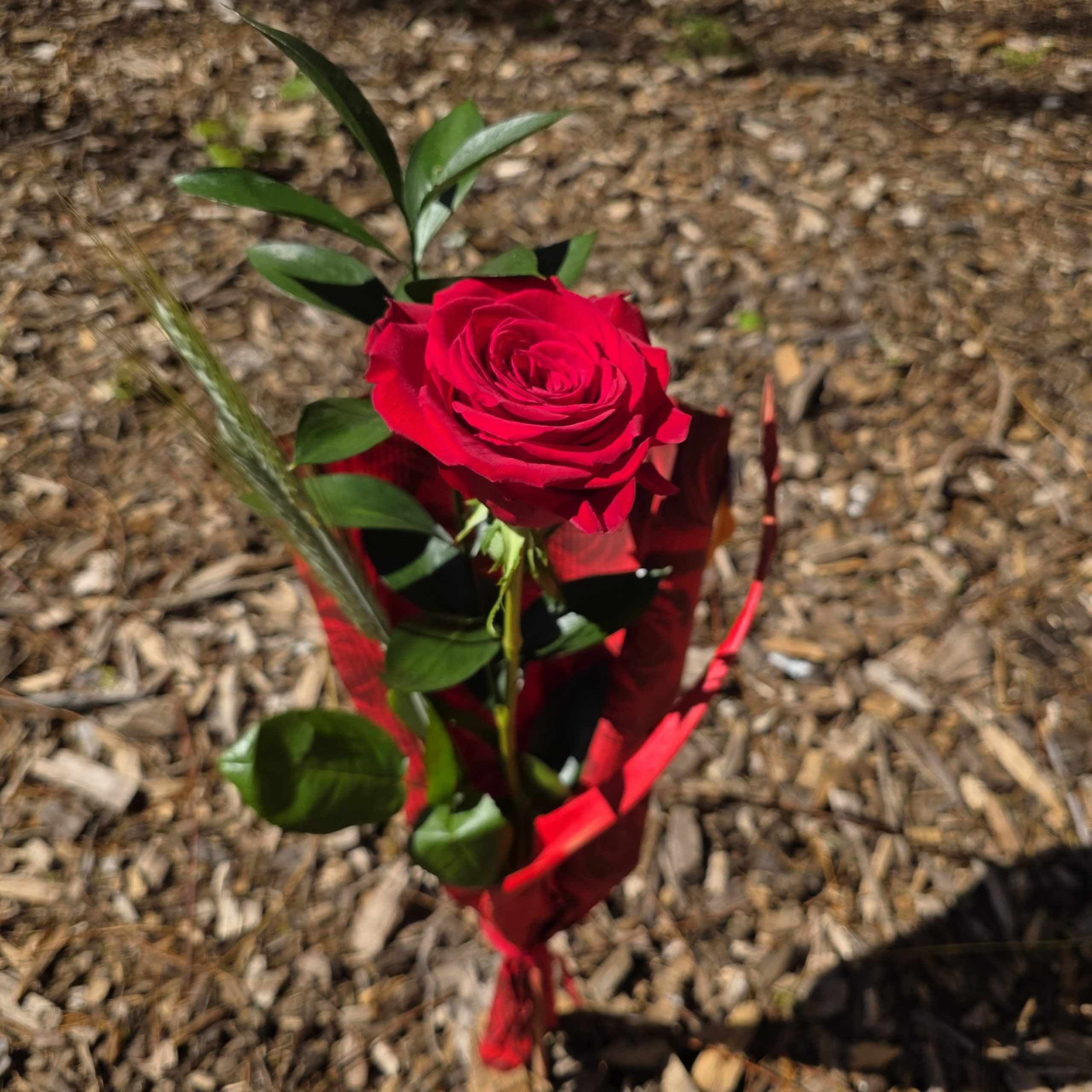 Rosa Rosae
