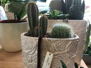 Cactus