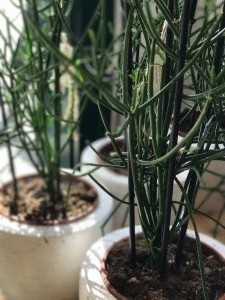 Plantes