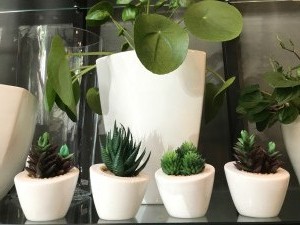 Plantes