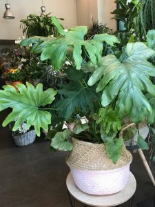 Plantes