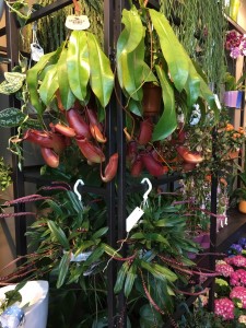Plantes exòtics