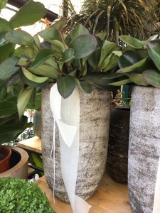 Plantes