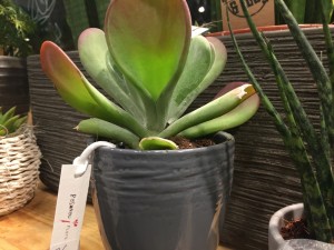 IMG 9813