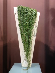 Plantas succulentas